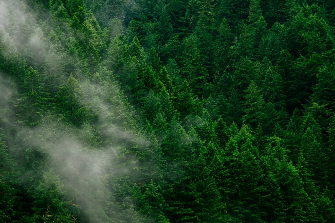 Hutan berkabut di lereng bukit
