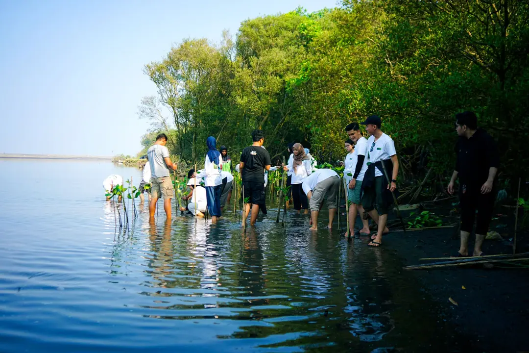 Tim dan warga menanam bibit mangrove di perairan dangkal