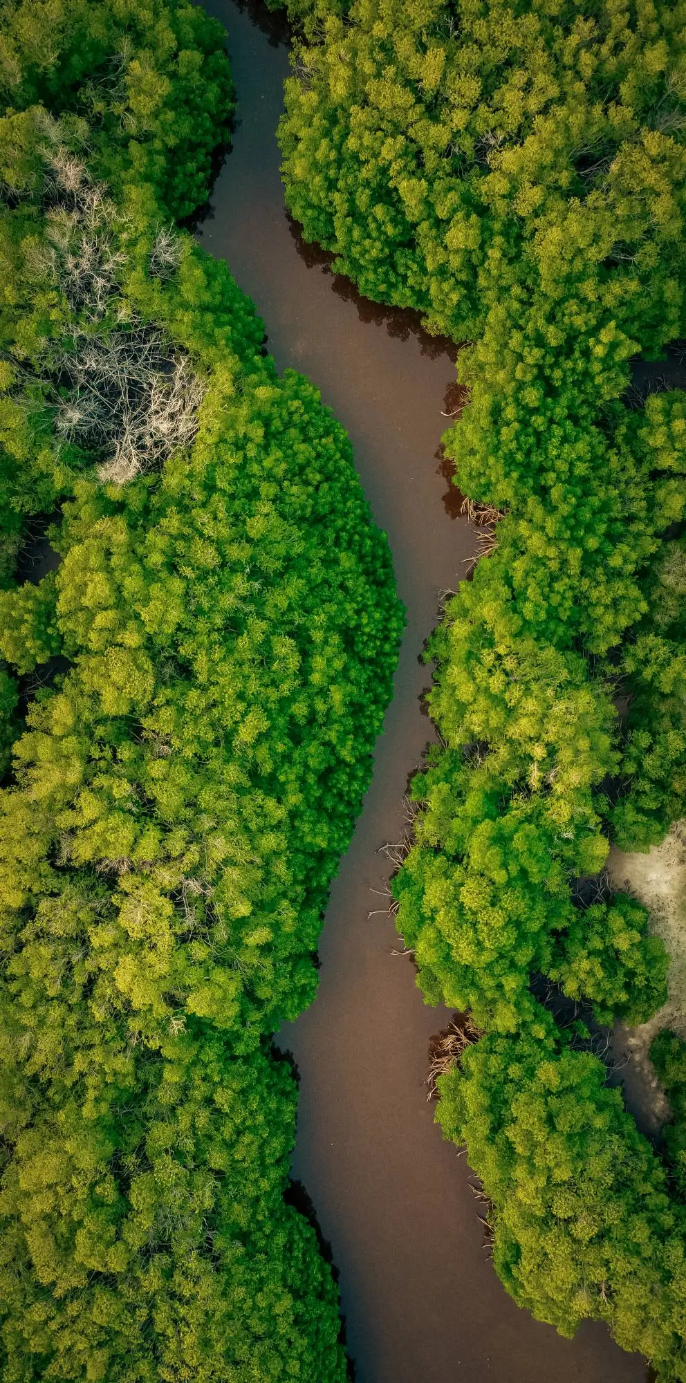 Sungai berkelok di antara hutan mangrove, dilihat dari udara