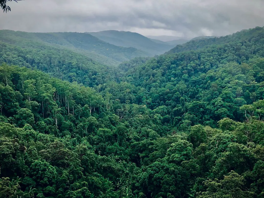 Hutan hujan tropis di lembah berkabut